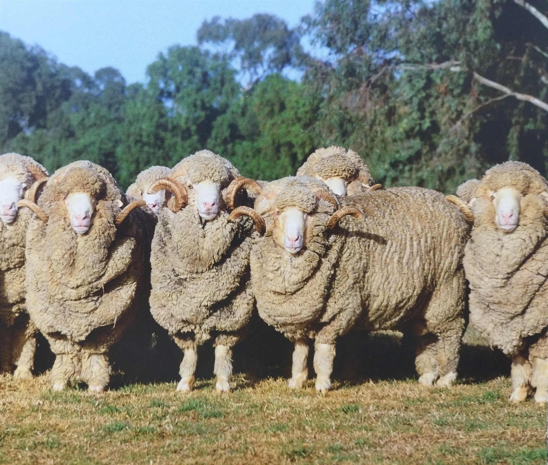 Merino sheep - photo credit Beth Smith - The spinner's Book of Fleece